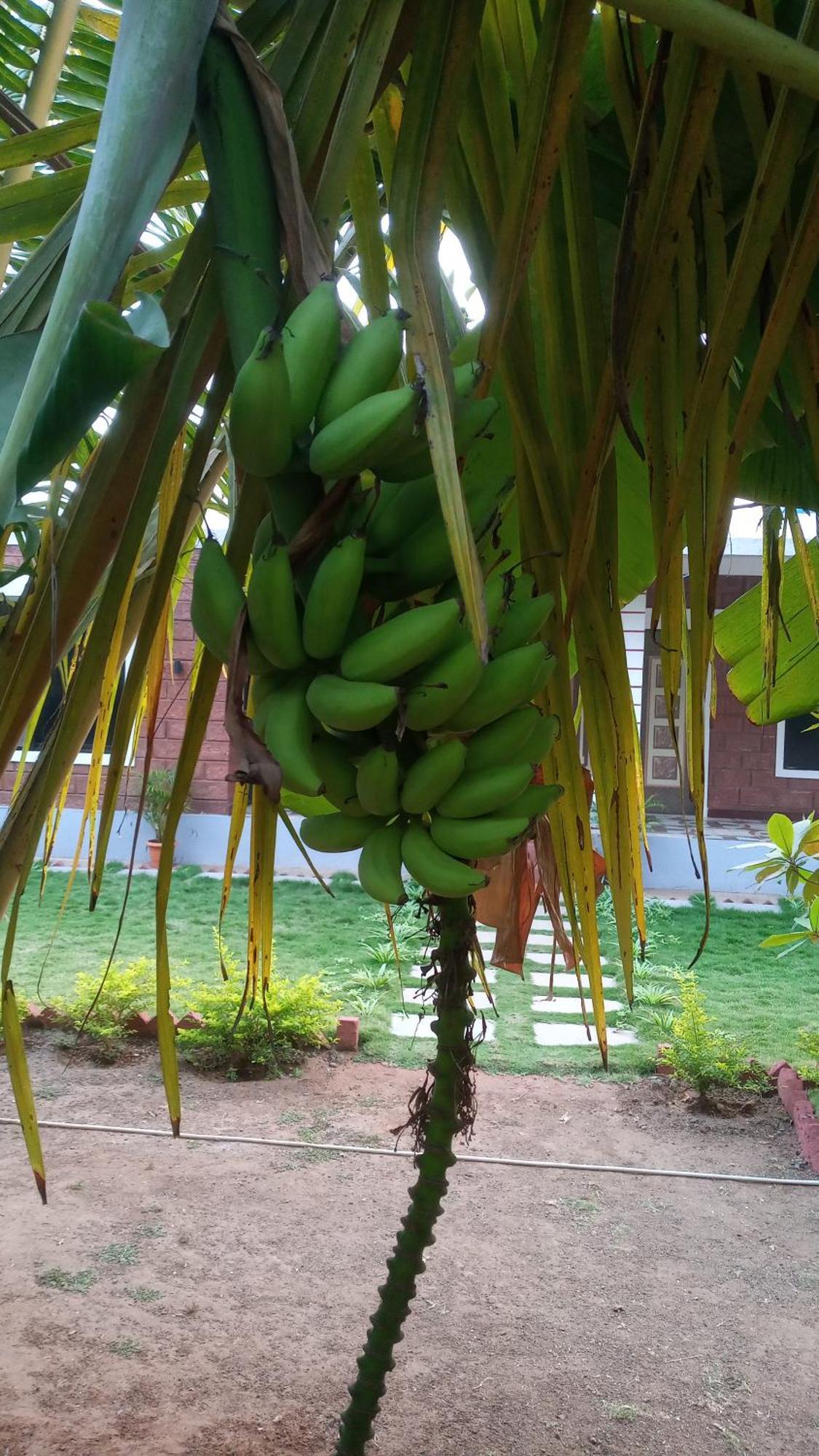 Coconut Village Resort Alibaug Exterior foto